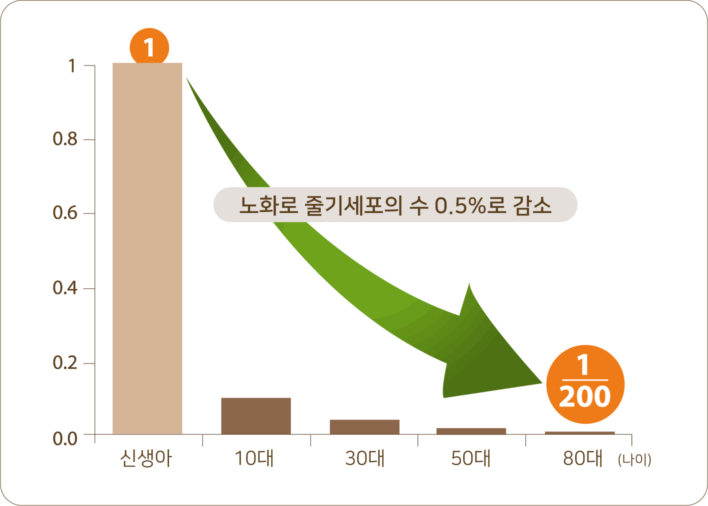 노화로 인한 줄기세포 수 감소